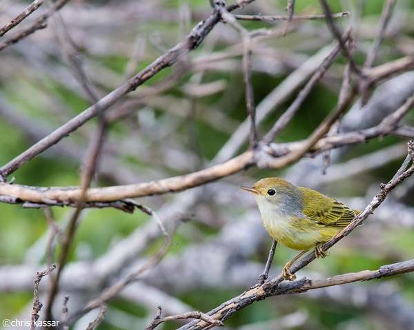 Yellow Warbler in the Galapagos