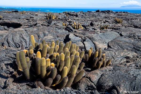 Lava Cactus in the Galapagos