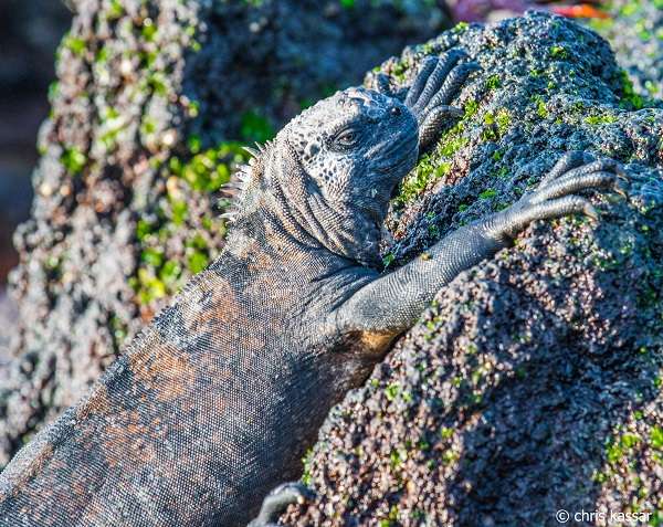Marine iguana basking in the sun