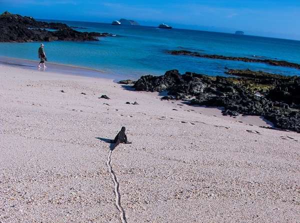 Marine iguana leaves a track with his tail as he heads back to the water