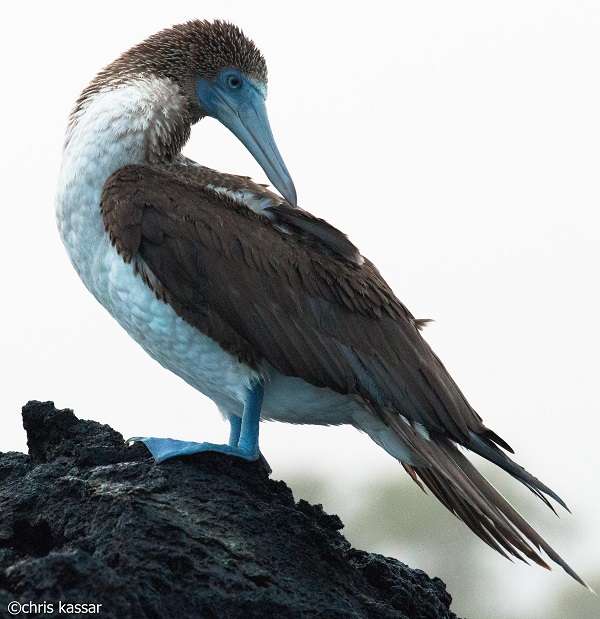 Blue-footed Booby in the Galapagos