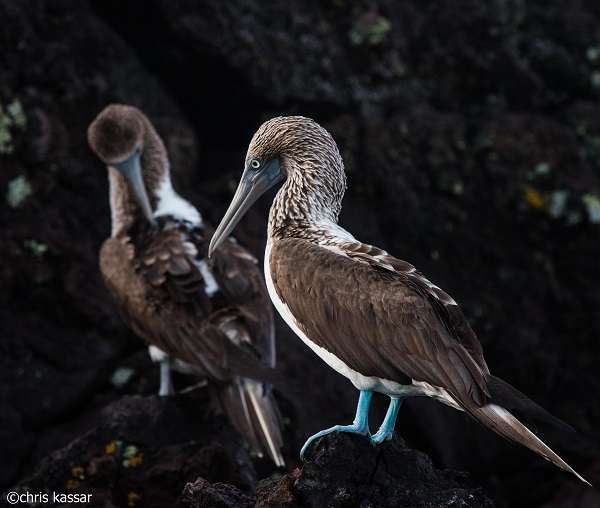 Blue-footed Boobies in the Galapagos