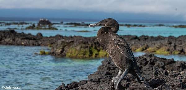 Flightless cormorant rests on the rocks