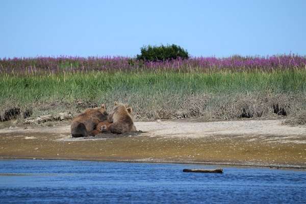 Mother bear nursing her cubs in Alaska