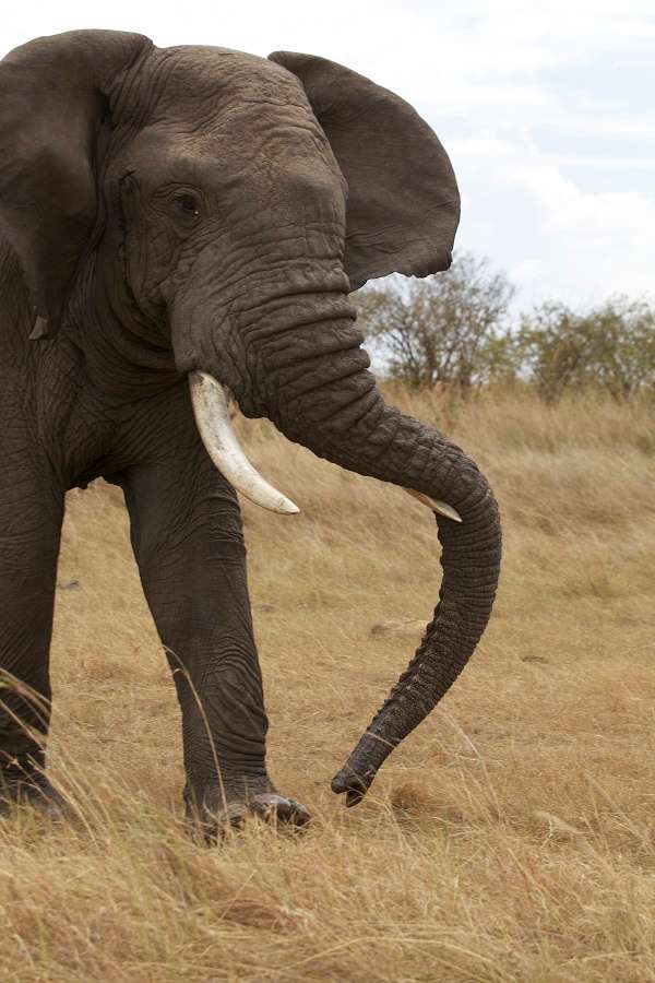 Wild African elephant bull