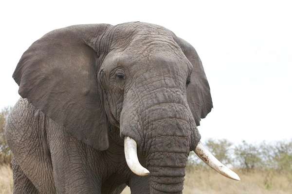 Close encounter with a wild elephant in Kenya