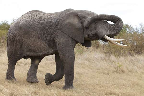 African elephant in Kenya