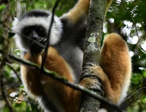 Wild lemur in Madagascar