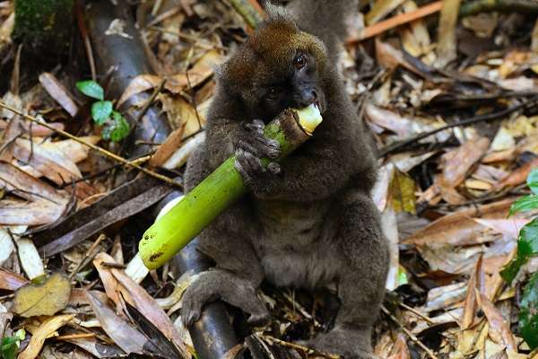 Bamboo lemur eating in Madagascar