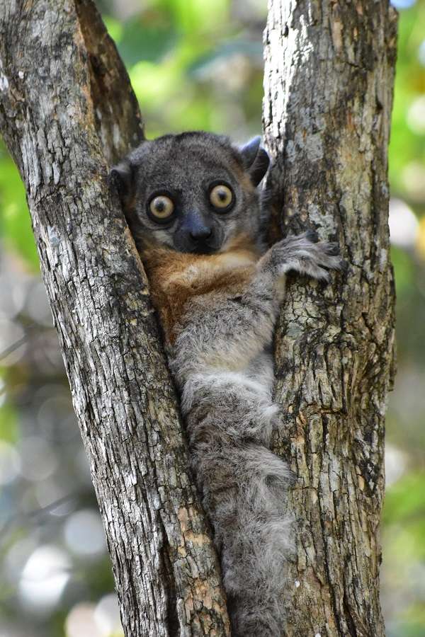 Big-eyed Lemur, Madagascar