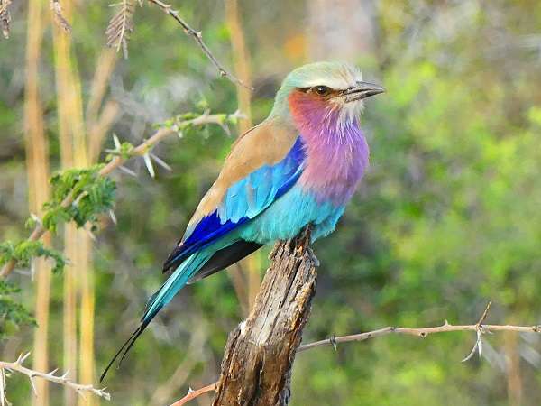 Lilac-breasted roller in Botswana