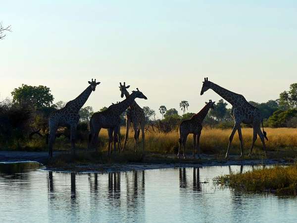 Giraffes drinking in Botswana