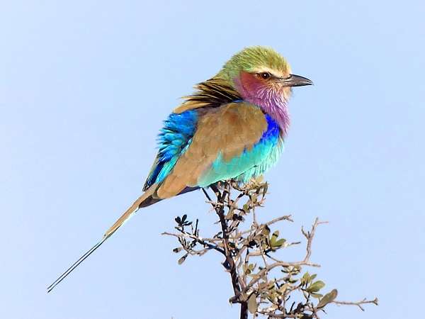 Lilac breasted roller, Botswana