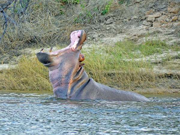 Hippo jaws in Botswana