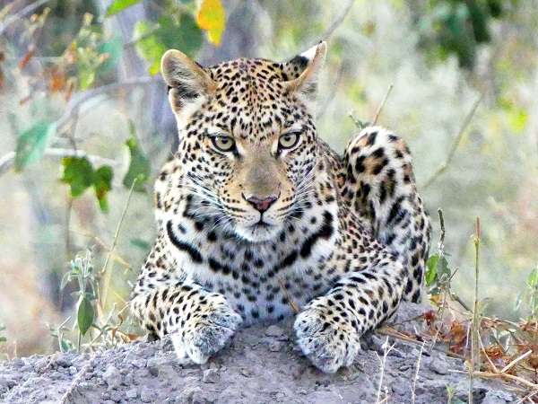 Wild leopard in Botswana