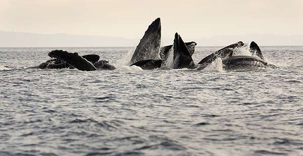 Humpback Whales Are Gathering In Huge Numbers. Why?