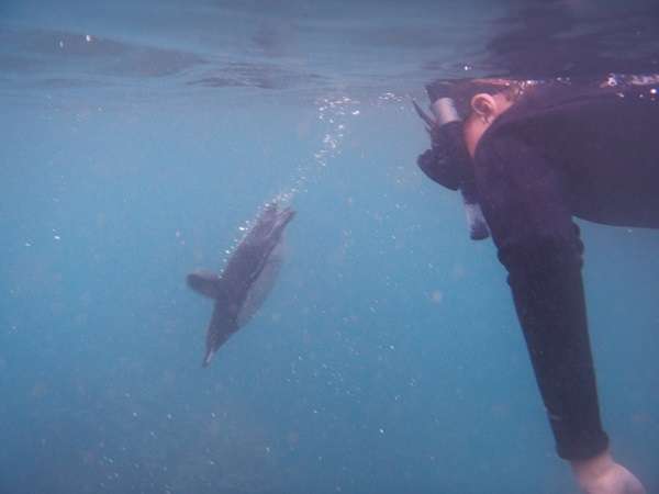 Swimming with penguins in the Galapagos