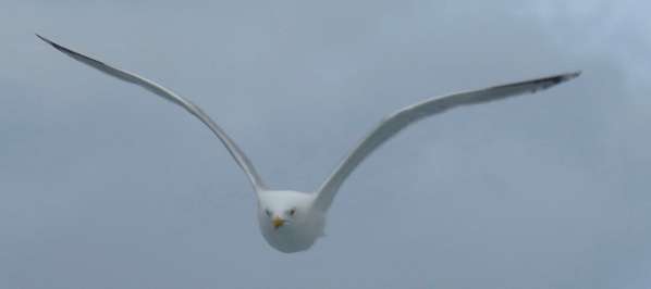 Seagull in Scotland
