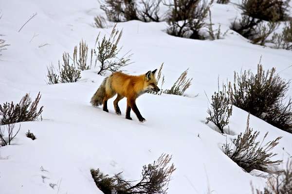A lone red fox trotting through the stillness of winter in Yellowstone National Park.