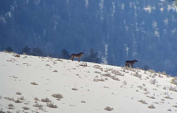 First glimpse of the Lamar Canyon wolf pack upon entering the Lamar Valley in Yellowstone National Park.