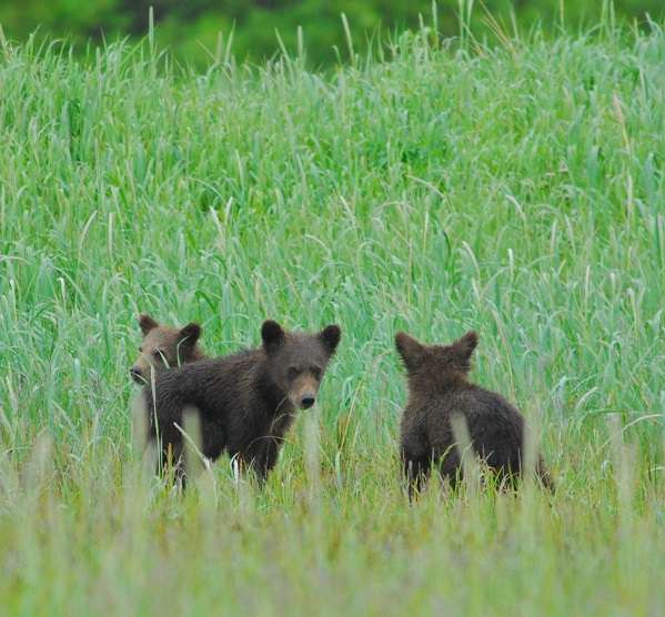 Brown bear cubs in Alaska