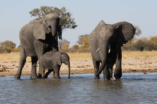 Elephants in Hwange Zimbabwe
