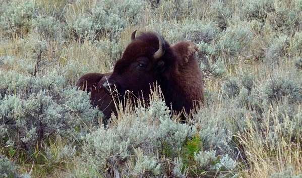 Wild bison in Yellowstone