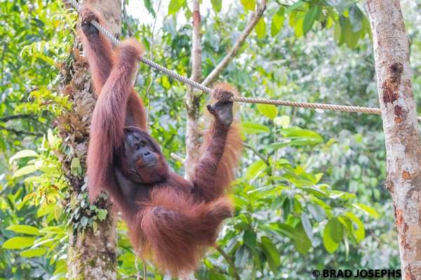 Climbing orangutan