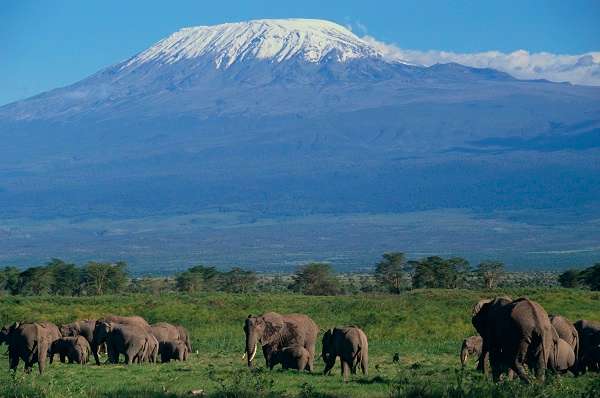 African Elephants Beneath Kilimanjaro
