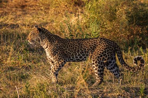 Wild Leopard in Botswana