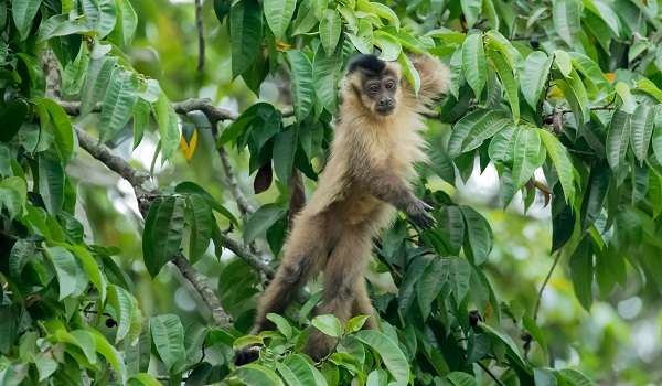 Wild monkey in the Brazlian Pantanal