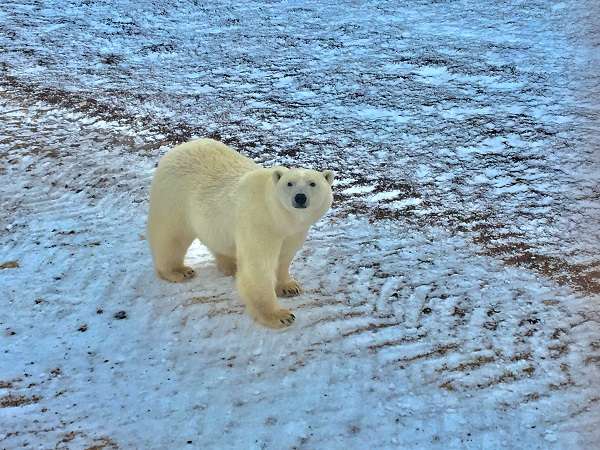 Polar bear on the Churchill tundra