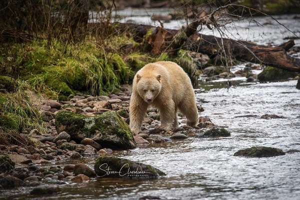 Spirit bear in British Columbia
