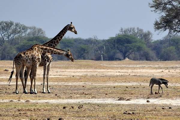 Giraffes and baby zebra