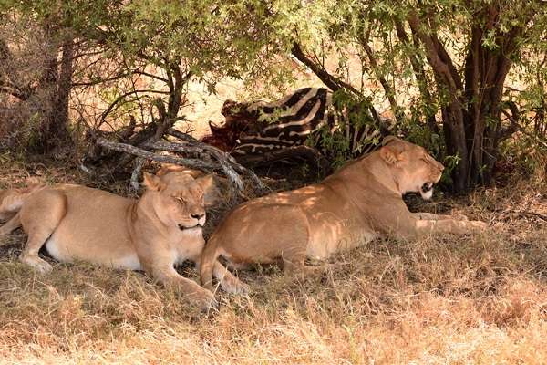 Lionesses in Hwange National Park
