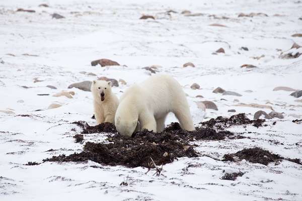 Polar bears scavenging