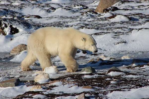 Polar bear on the frozen tundra