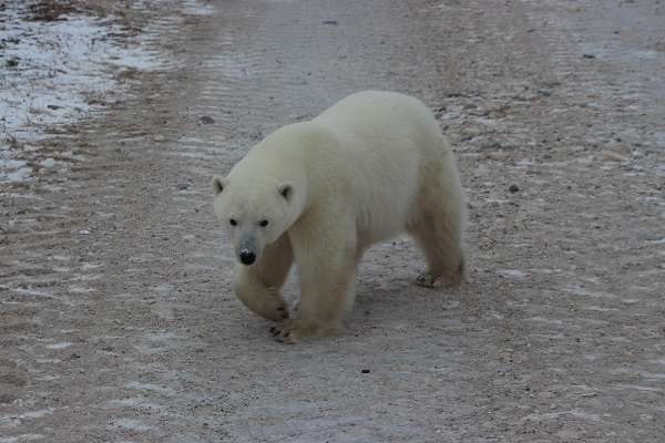 Polar bear crossing the tundra