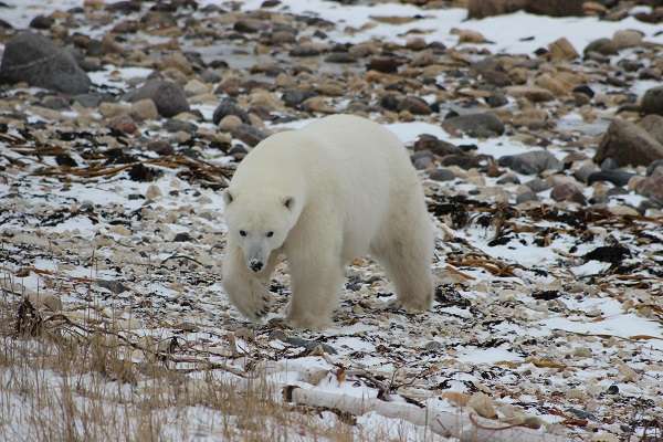 Polar bear wandering the tundra