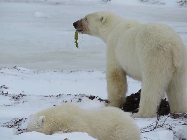 A polar bear sow observes her surroundings while teaching her cub to dig for seaweed.