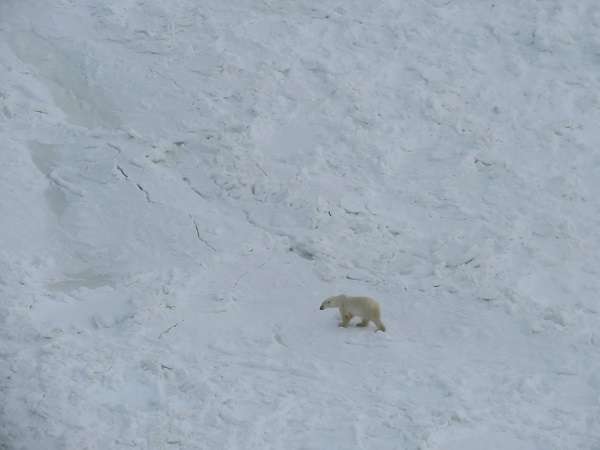 A polar bear ventures far onto frozen Hudson Bay for his first seal hunting in over six months.