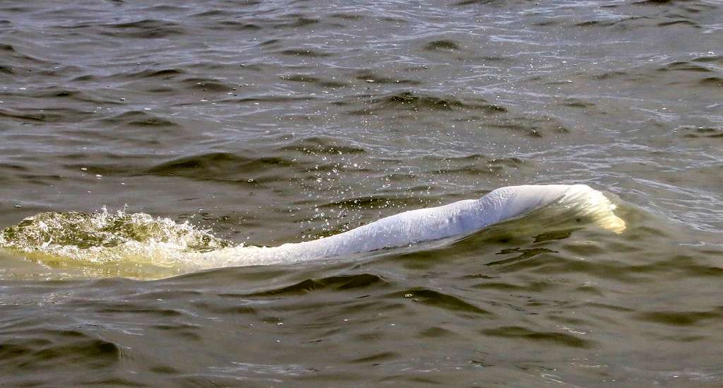 A white beluga in the waters of Churchill.