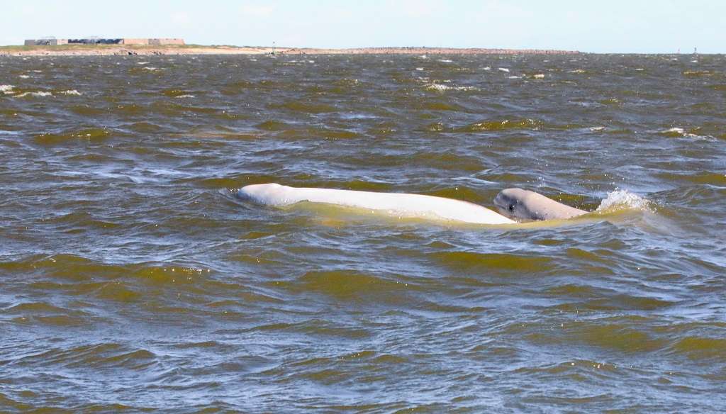 Baby beluga with mother in Churchill