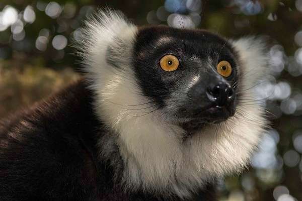 Black ruffed lemur