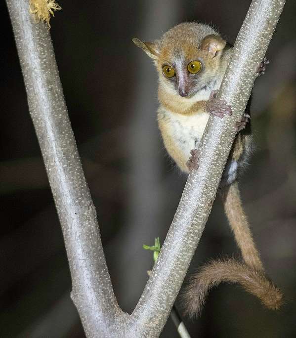 Golden brown mouse lemur