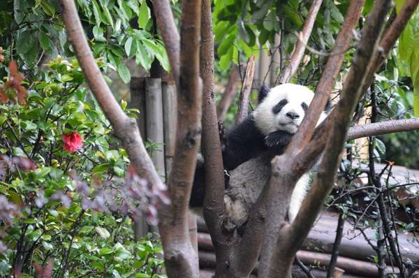 Panda bear at Chengdu Research Base of Giant Panda Breeding - Chengdu Panda Base