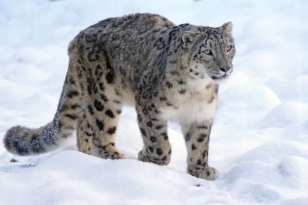 Snow Leopard prowling through the snow