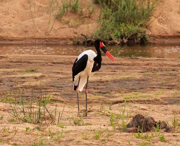 Wild stork in South Africa