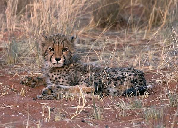 Cheetah cub in Botswana