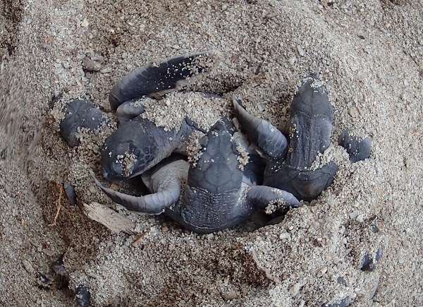 Endangered sea turtles hatching